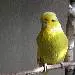 Limone