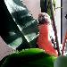 Pinsel