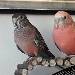 Bourkesittich Himbär und Spatz
