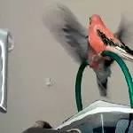Himbär und Spatz beim Anflug