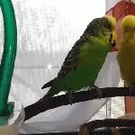 Leo Löwenzahn und Limone