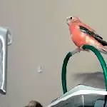 Himbär und Spatz