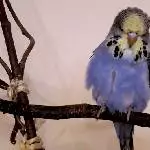 Pinsel, jung, frech und neugierig