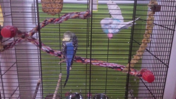 Tweety