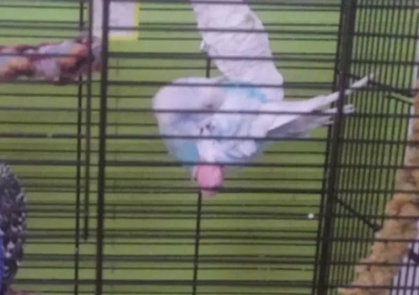 Wellensittich-Bild: Nana nochmal ohne Tweety.