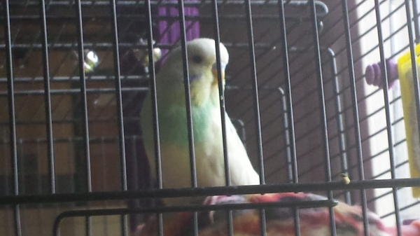 Colin