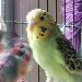 Tweety