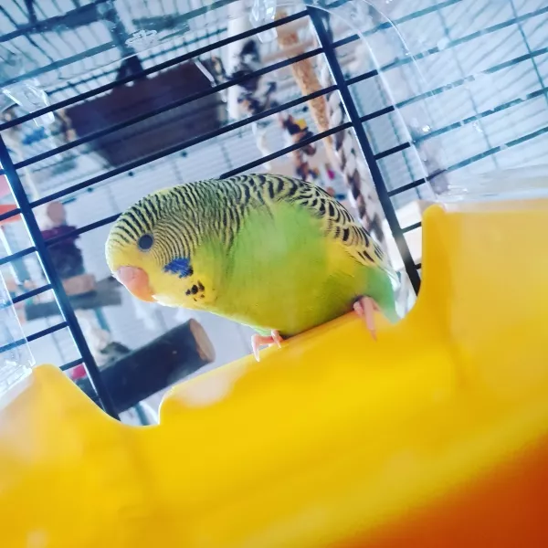 Wellensittich-Bild: Ich war mal wieder beschäftigt die Wellis zu beobachten, als Kiwi vor das Bad flog und dort sitzen blieb. Die Sonne schien perfekt rein also nahm ich diesen Moment auf. 