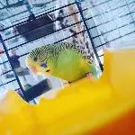 Kiwi vor dem Bad ^^
