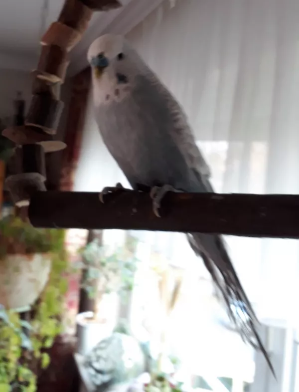 Wellensittich-Bild: Dort sitzt er sehr gerne und singt..