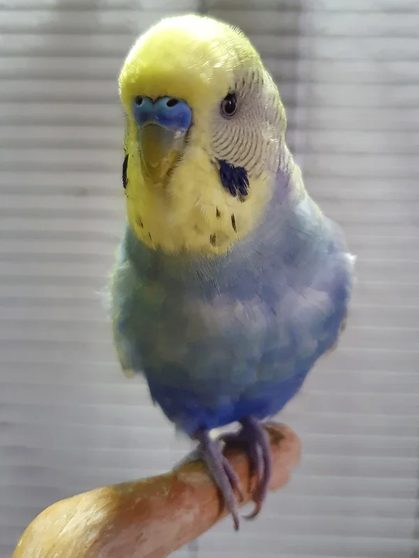 Wellensittich-Bild: Unser aquarell-farbener Welli :-)