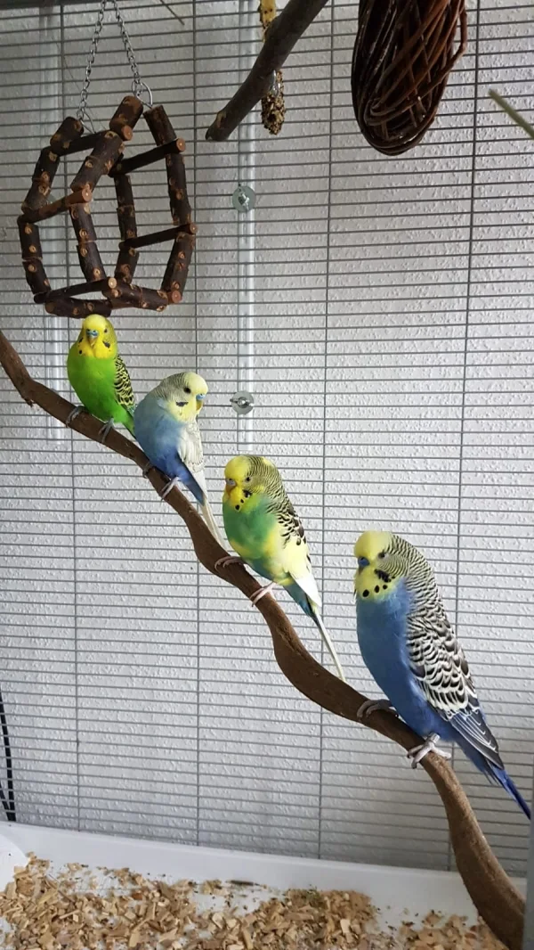 Wellensittich-Bild: Von links nach rechts: Piet, Balou, Fio, Chico
