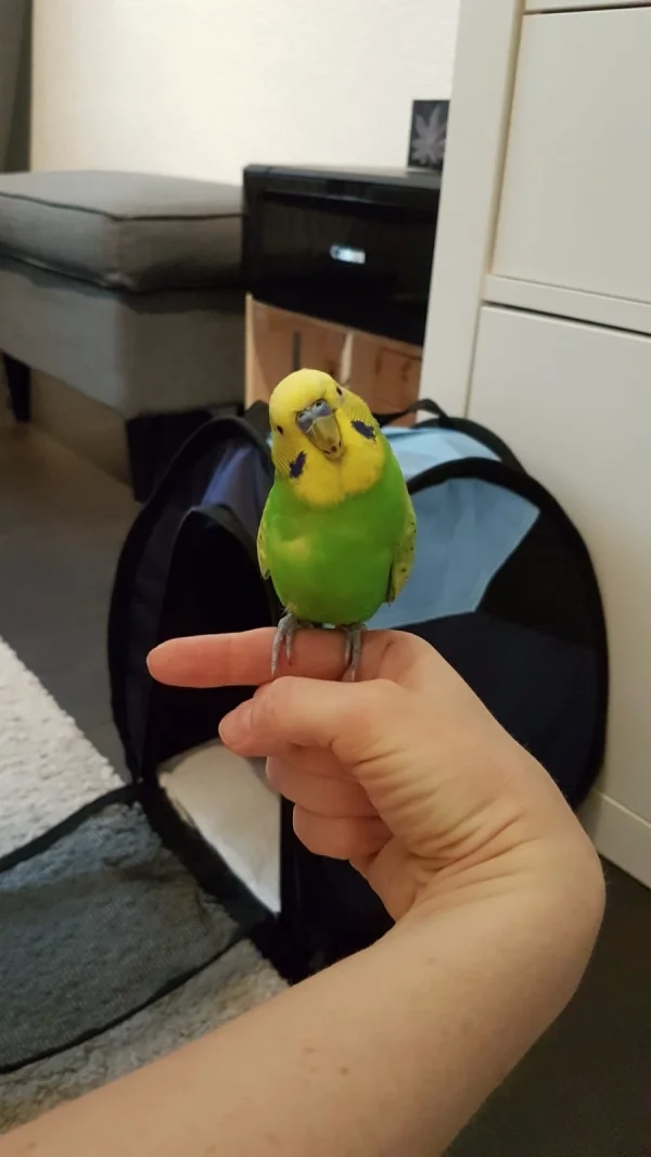 Wellensittich-Bild: Joey zieht bei uns ein
