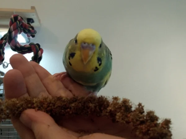 Wellensittich-Bild: Für Hirse kann man vieles machen, auch sich fotografieren lassen.