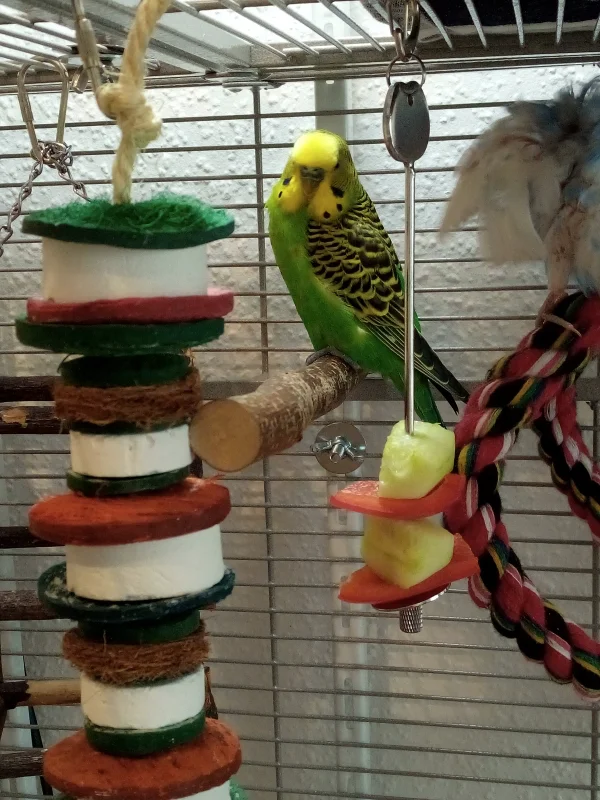 Wellensittich-Bild: diese Bird-Lamp und genau DEN Platz lieben alle Wellis