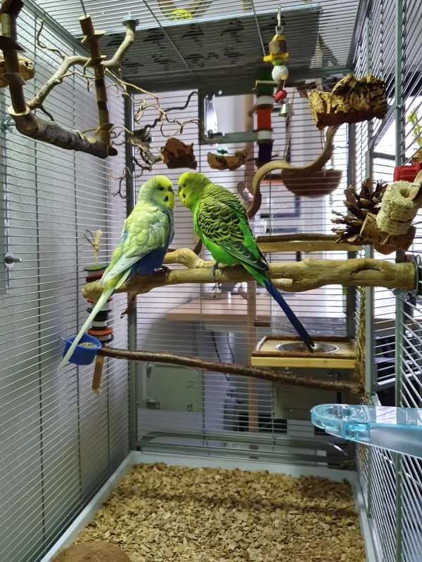 Wellensittich-Bild: die Beiden schnäbeln und putzen sich den ganzen liebenlangen Tag