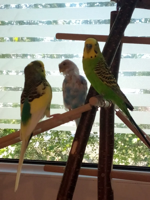 Wellensittich-Bild: Fio, Emil und Piet alle zusammen am Fenster - hier ist Emils Polyoma leider schon fortgeschrittener