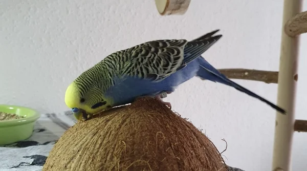Wellensittich-Bild: Chico liebt die Fasern auf der Kokosnuss