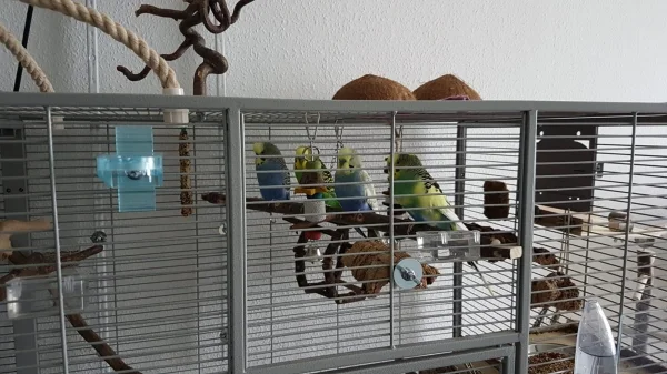 Wellensittich-Bild: Im Käfig ist es manchmal doch am entspanntesten.