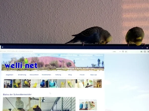 Wellensittich-Bild: Bestellt Frauchen Hirse? Ne, ich glaube die guck sich mal wieder Fotos an   :-D