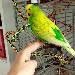Unser Nichtflieger Joey