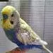 Balou