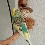 Fio sitzt so schön ruhig auf seinem Ast