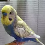 Balou von der Seite