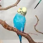 Unser blauer Chico