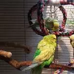 Fio, Joey & Chico