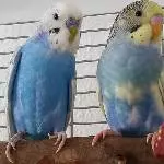 Emil & Fio