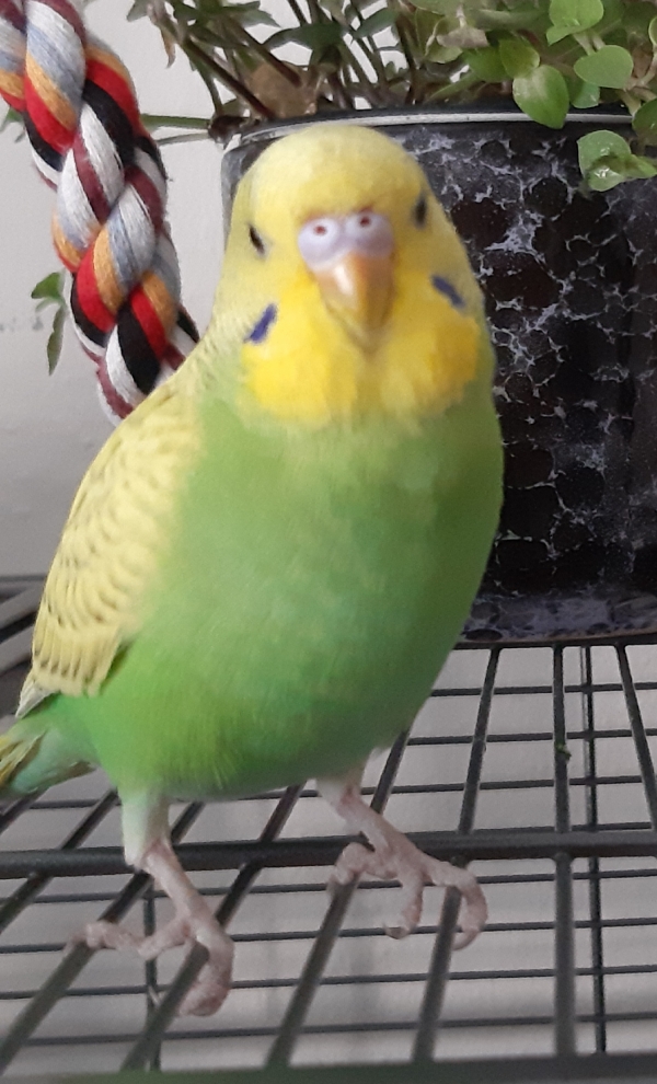 Kiwi