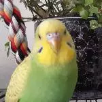 Mein kleiner Kiwi