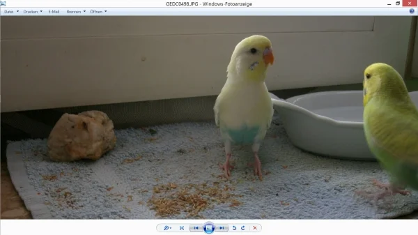 Wellensittich-Bild: Bleib ja weg das sind meine Knaulgrassamen.