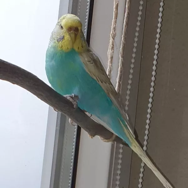 Wellensittich-Bild: Hier sitze ich am liebsten