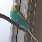 Mickys Lieblingspatz