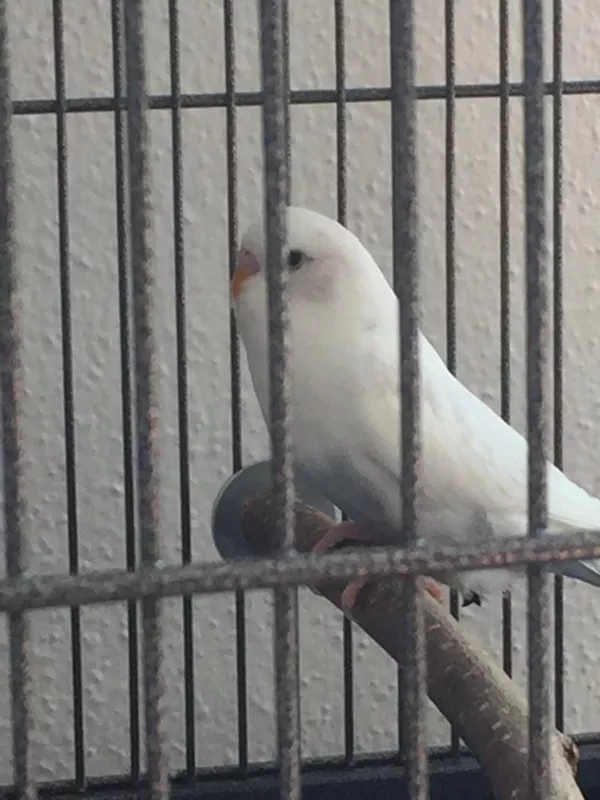 Wellensittich-Bild: Das ist Yoshi