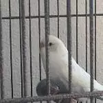 Yoshi hinter Gittern
