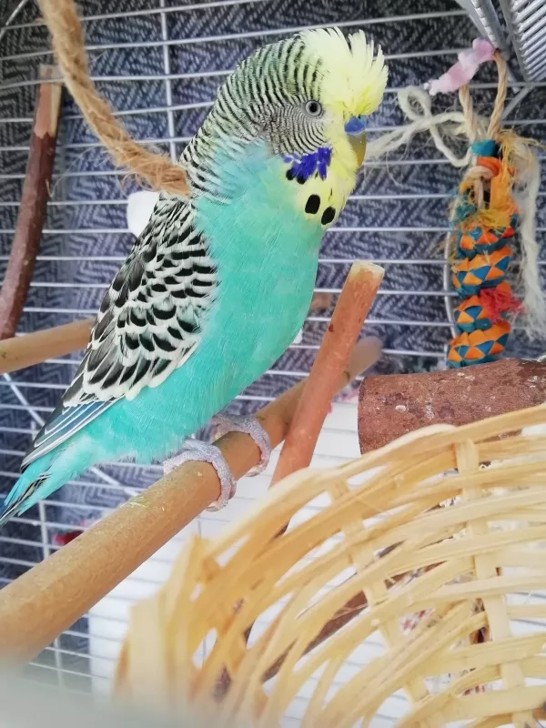 Wellensittich-Bild: Hallo ich bin Pietri, mein Bruder ist leider verstorben, daher suche ich ein neues Zuhause mit neuen Freunden und viel Freiflug