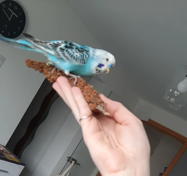 Wellensittich-Bild: Ob ihrs glaubt oder nicht ich bin erst ne halbe Stunde hier und fresse schon auf der Hand. Wahrscheinlich ist es nur der Hunger :) 
