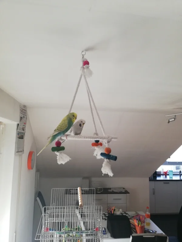Wellensittich-Bild: Da Mama die blöde Zeitung im Hintergrund aufgehängt hat. Die wand war doch so unterhaltsam. Und die Tapete erst 