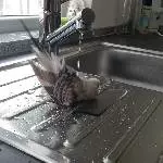 Köpfchen in das Wasser