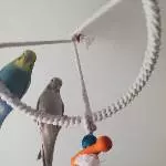 Queenie und Coco 