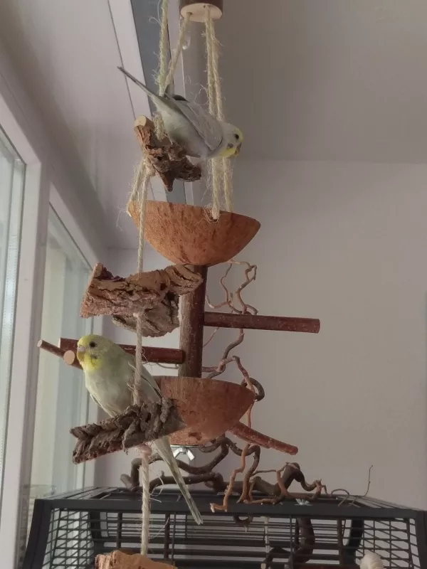 Wellensittich-Bild: Jojo und Phoebe erkunden.
