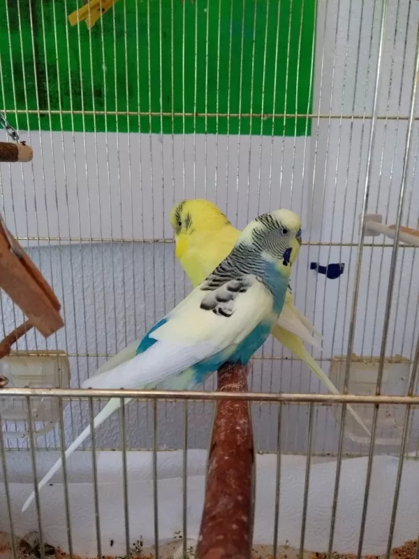 Wellensittich-Bild: Vorne blau unser Happy und dahinter unser Fritzi