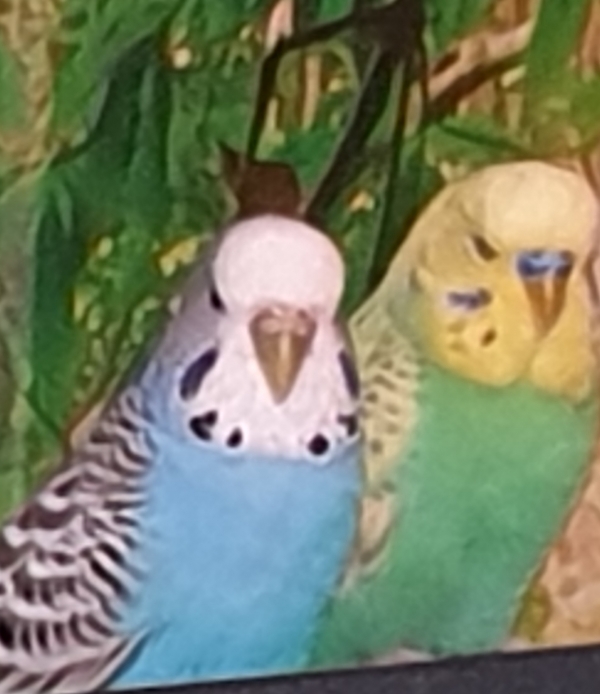 Wellensittich-Bild: Hier sind Hedwig und Momiji zu sehen ! 