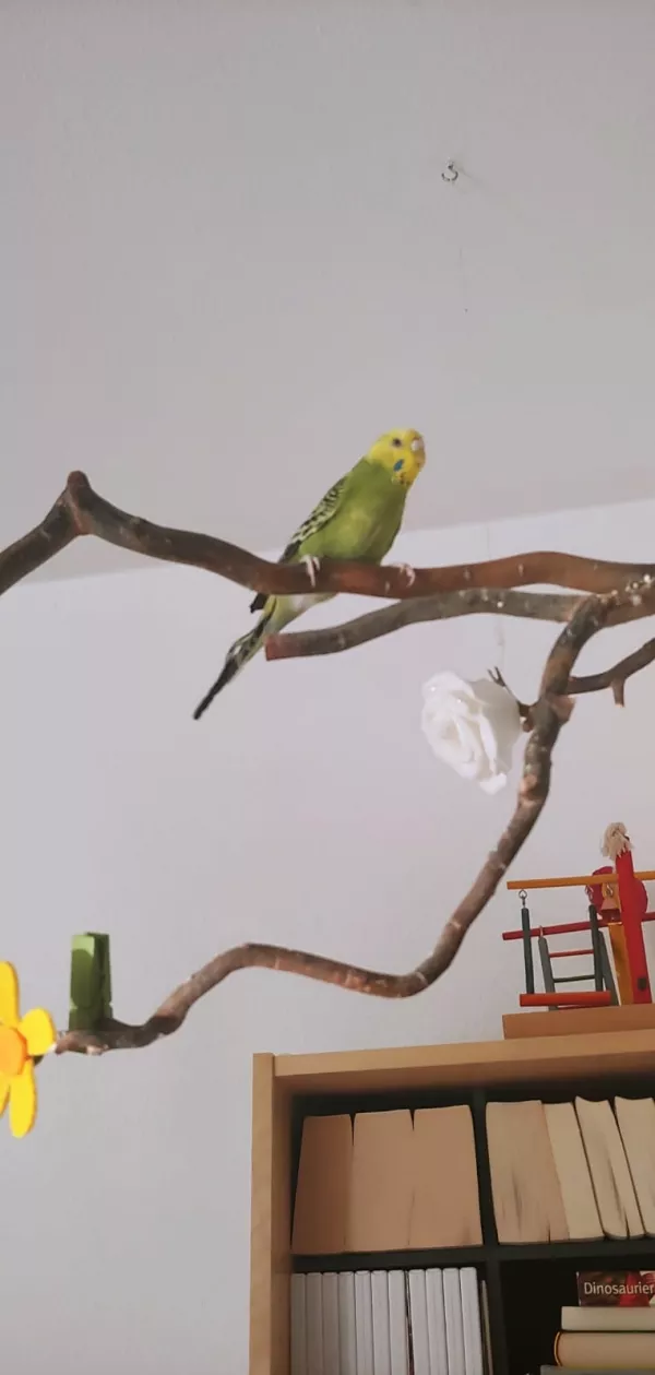 Wellensittich-Bild: Täglicher Ausflug
