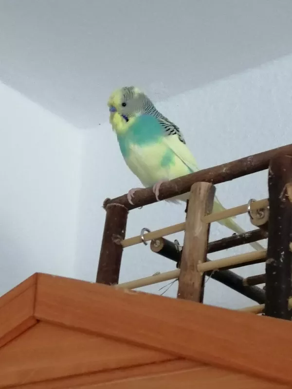 Wellensittich-Bild: Mein Welli Charly