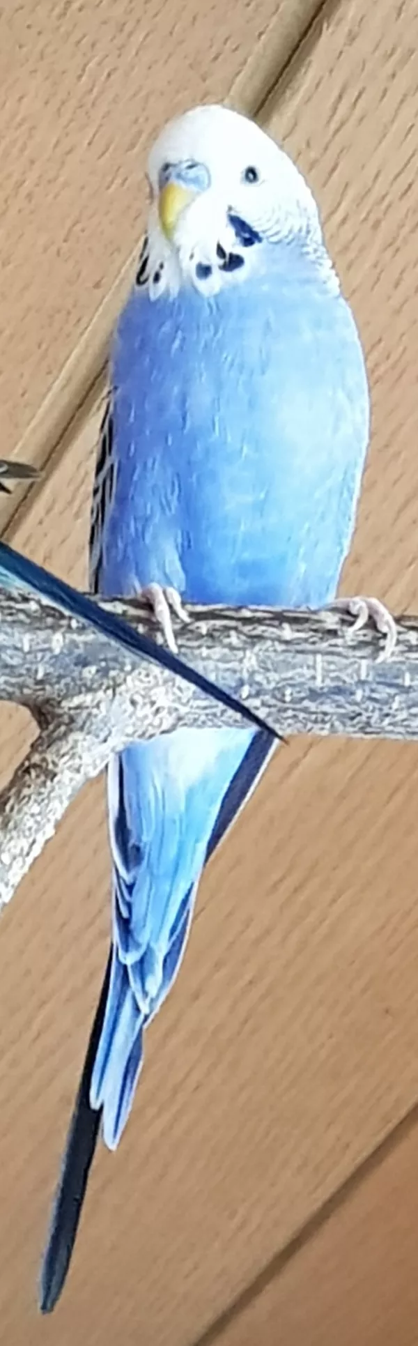 Wellensittich-Bild: lebt seit dem 24.6.19 bei mir und kam zusammen mit Greeny