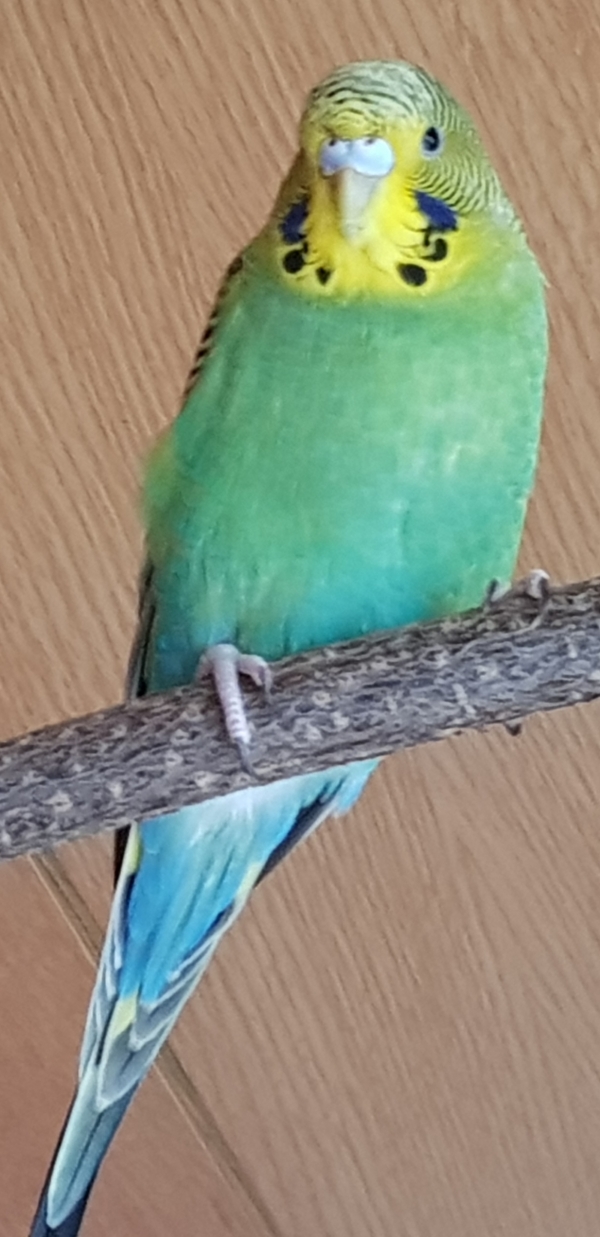 PHPSESSID